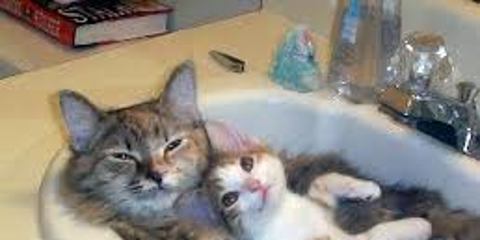 two cats in a sink