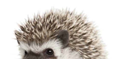 hedgehog