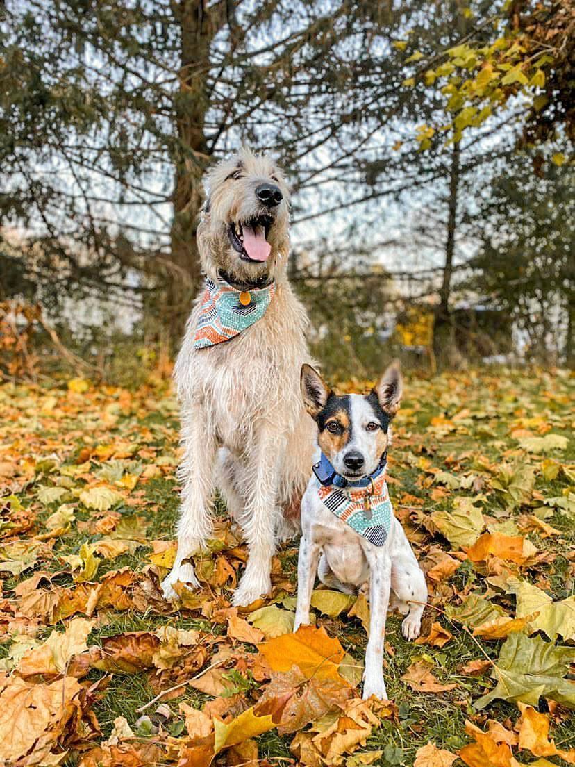 Two dogs in a pile of fall leaves