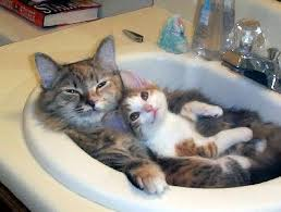 two cats in a sink