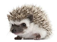 hedgehog